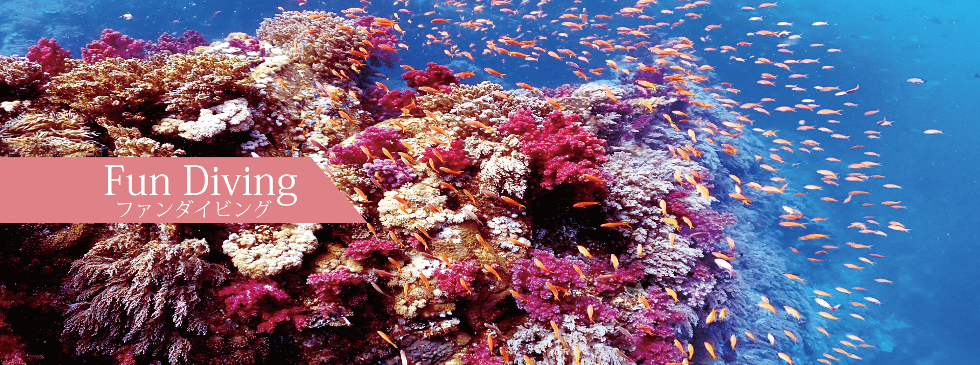 国立公園特別保護地域、横島の風景。一面のサンゴ群生、カラフルな沢山の魚。