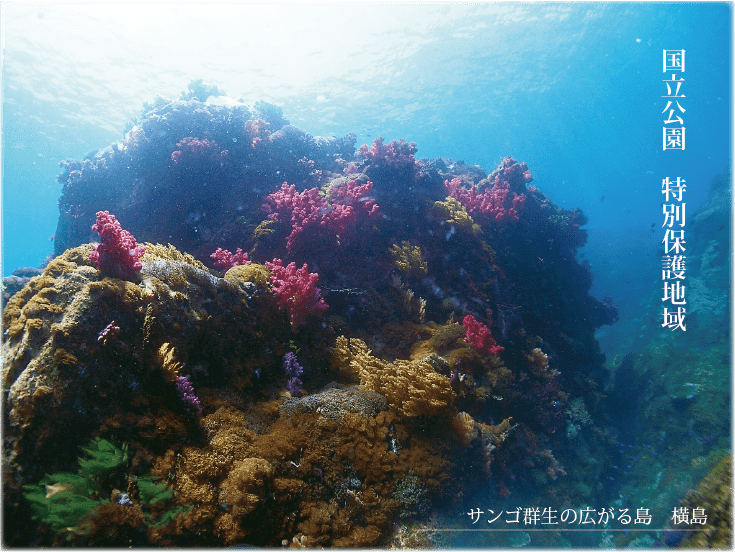 風がないときは、国立公園特別保護地域に指定された横島でダイビング。一面のサンゴ群生が広がる場所でダイビングが出来ます。