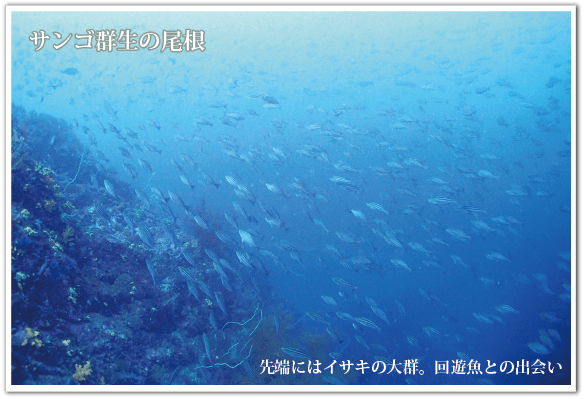 サンゴ群生の尾根を抜けると、イサキの大群に囲まれることも。目の前を多い尽くすイサキの群れは圧巻の一言。