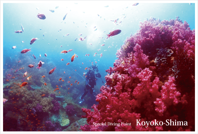 条件が良ければ初心者ダイバーでも行けるスペシャルポイントの小横島はサンゴ群生に囲まれた色鮮やかな場所。