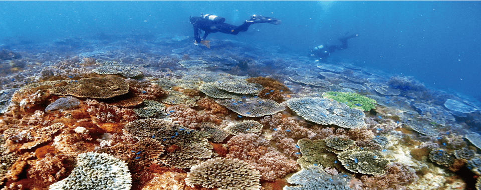 耳抜きが出来れば、写真のようなサンゴの群生地で海中を泳ぐことが出来ます。