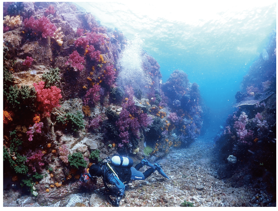 サンゴの壁を泳ぐファンダイバー。次年度末まで、会員料金で参加できます。