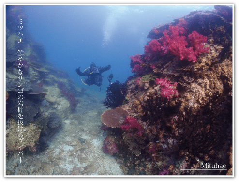 オープンウォーターライセンスを取得していれば写真のようなサンゴ群生地でボートダイビングができます。