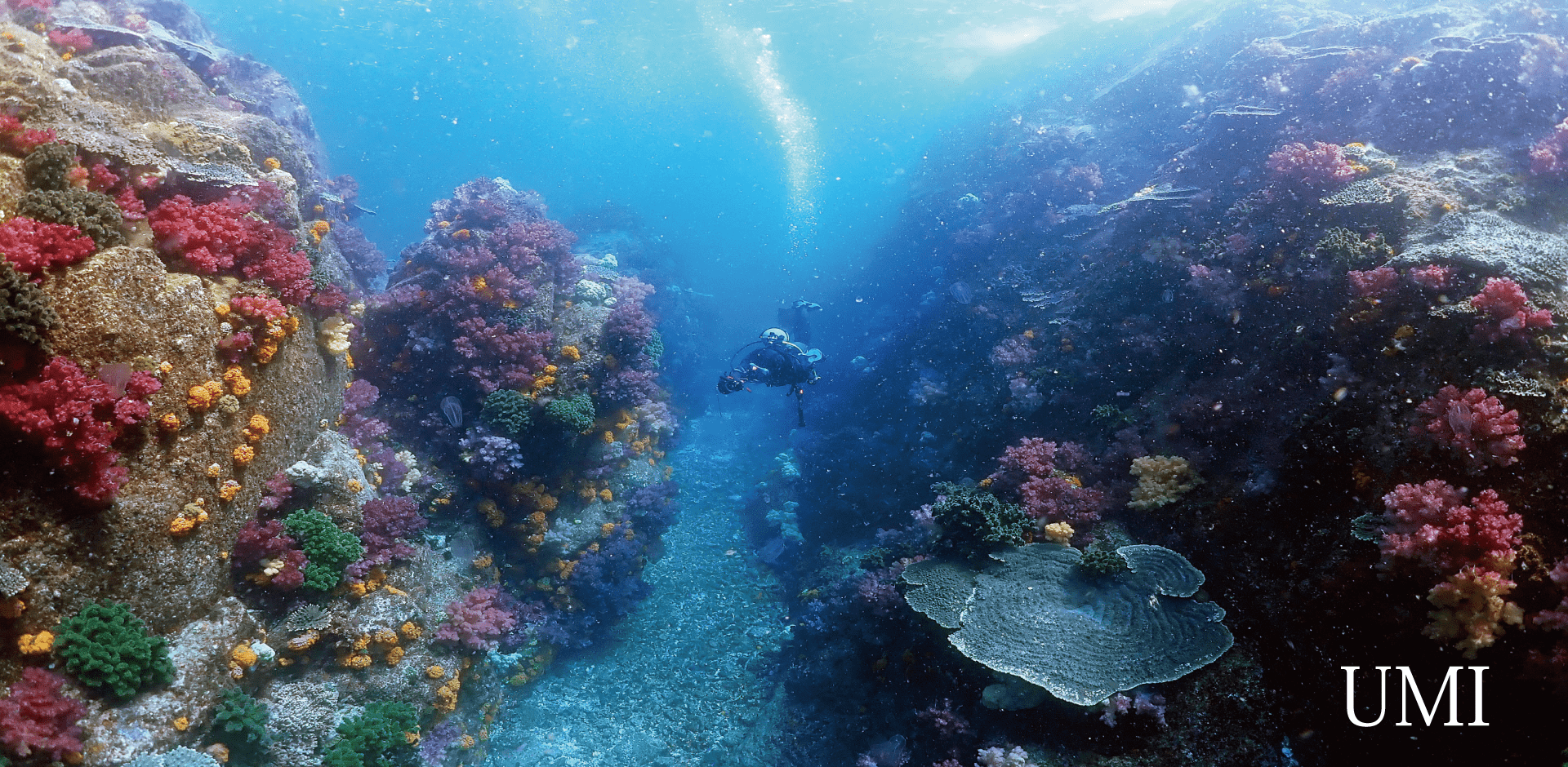 色鮮やかなサンゴ群生が左右の壁に広がる間を、一人のダイバーが泳いでいる。