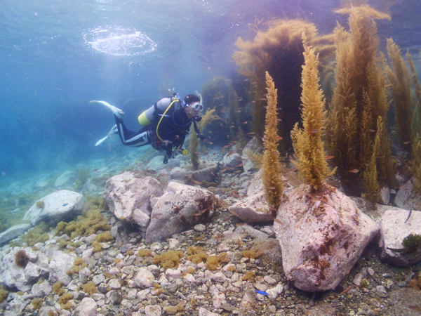 ホンダワラ？ガラモと呼ばれる海草が5月すぎると生え始めます。写真のダイバーのように、潜って遊ぶととても楽しい。