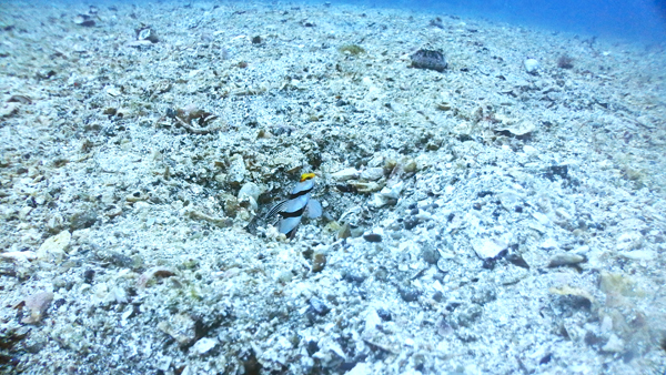 ネジリンボウが沢山。ワイドカメラでもこんなに近寄って撮影することが出来ます。