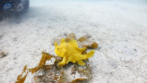 カエルアンコウの黄色。わかめみたいな海草の上でゆっくりしてました