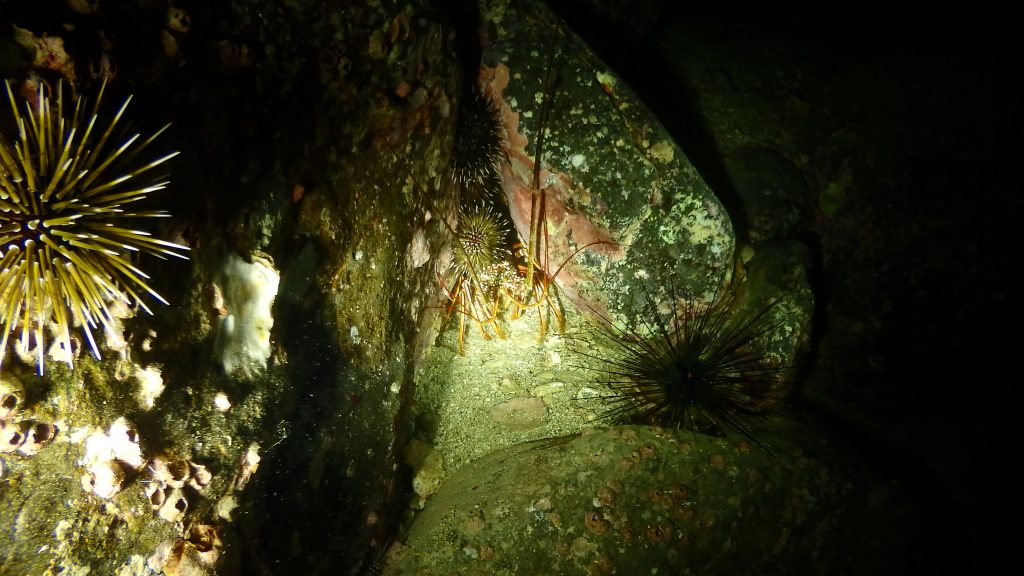 ナイトダイビングでは、甲殻類なども活発に行動するため、穴の中に隠れているイセエビを発見する確立も多くなります