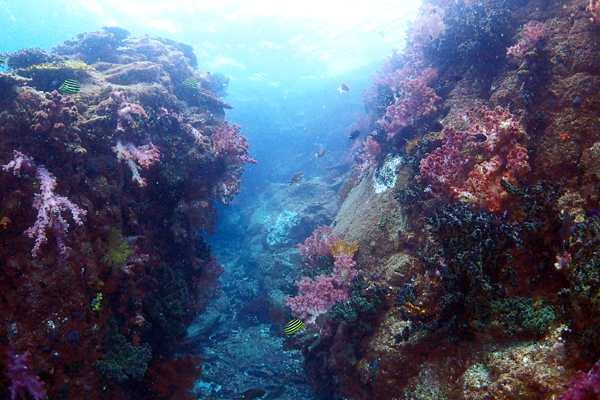 鮮やかな赤色をしたオオトゲトサカが水面まで延びる岩肌を覆っている、とても綺麗なダイビングポイント、クロハエ