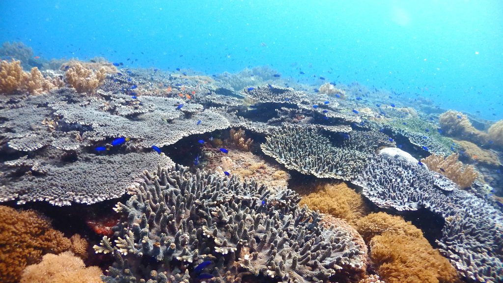 横島の浅い場所でオニヒトデを探す。サンゴ群生が続く岩だなは奥のほうまでびっしりとサンゴに覆われている