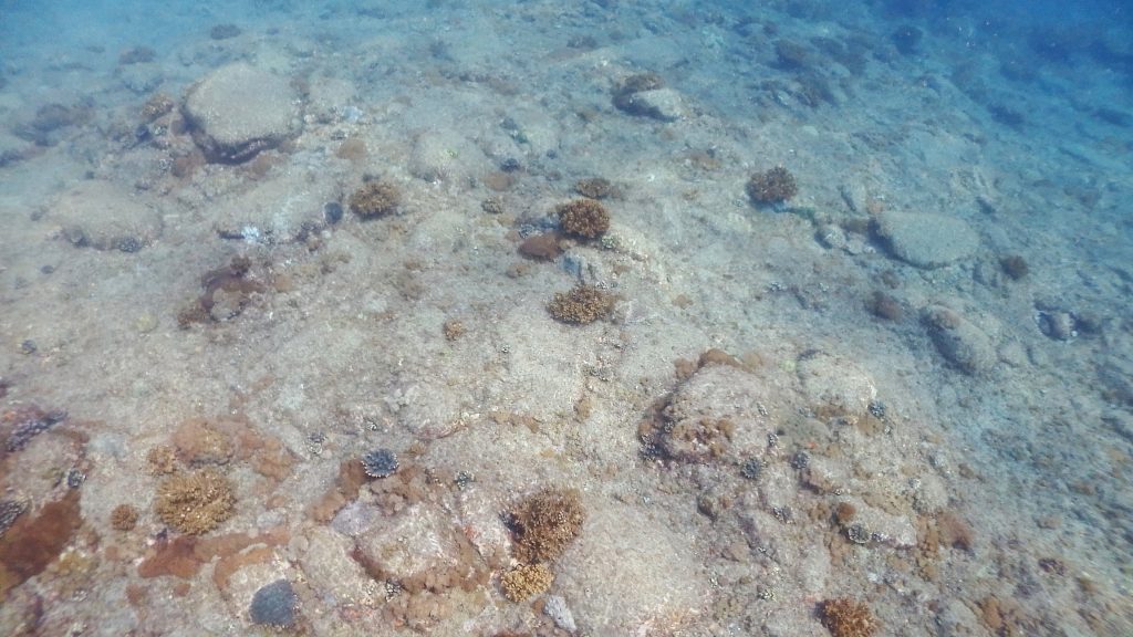 サンゴの加入が沢山増えています。横島の何もない砂地部分