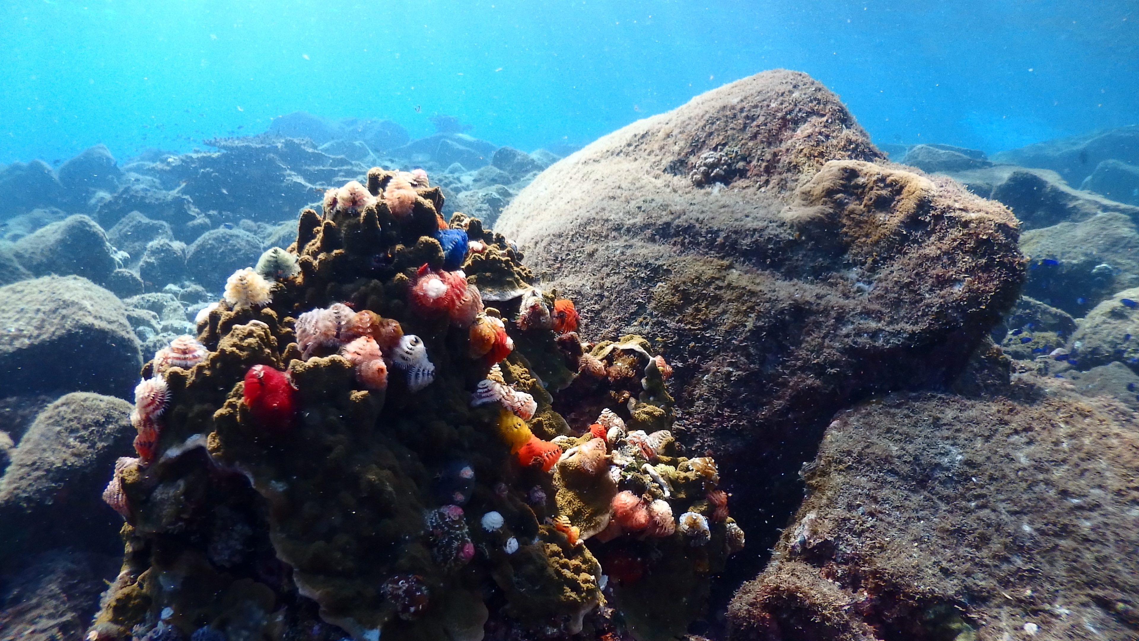 サンゴ保全活動 オニヒトデと食巻貝 | やるときはやるBlog