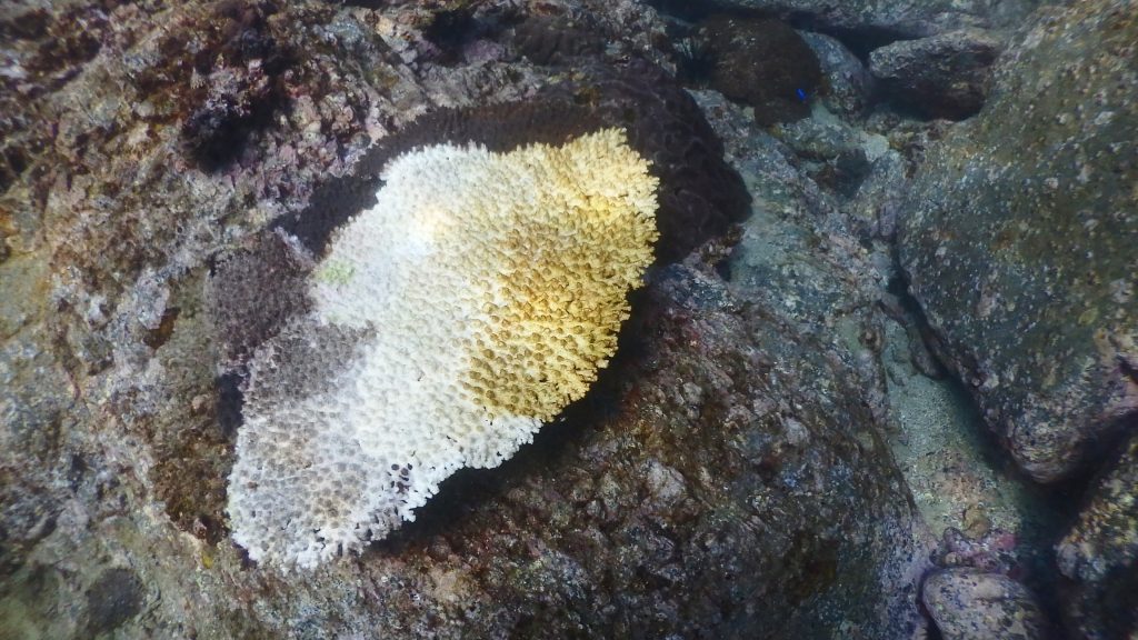 サンゴがオニヒトデに食べられた、新しい食痕