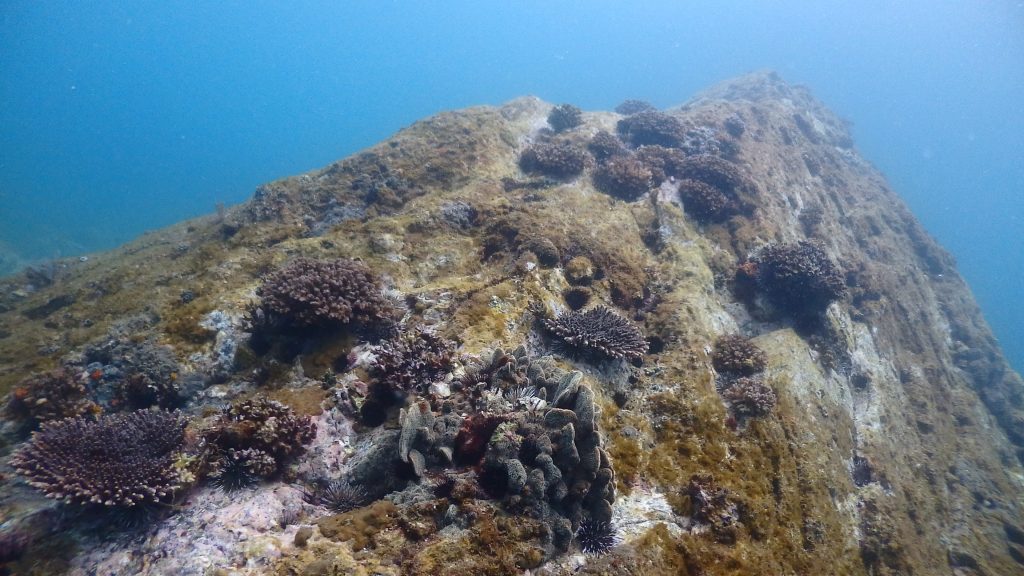 ハナヤサイサンゴが岩肌に沢山群生している瀬ノ浜の海