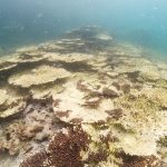 サンゴの白化減少