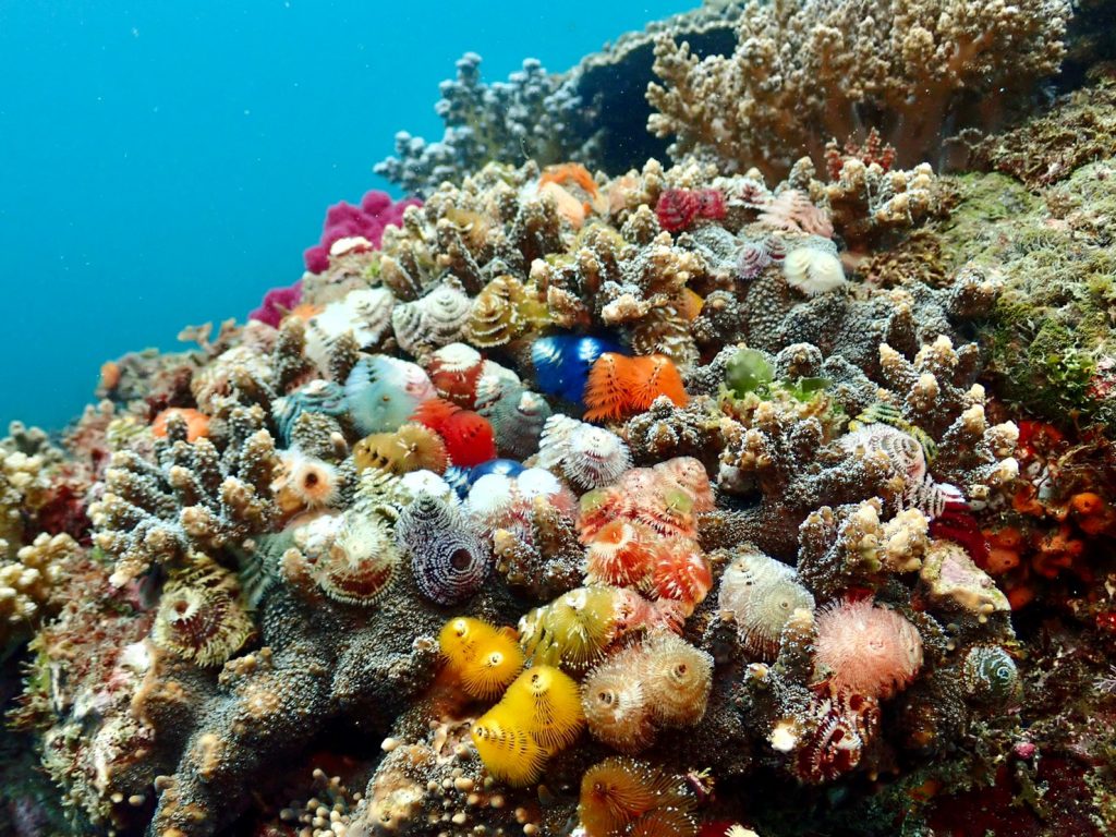 サンゴの間には赤、青、ダイダイ色などカラフルな生き物が生息します。写真の生き物はイバラカンザシ。