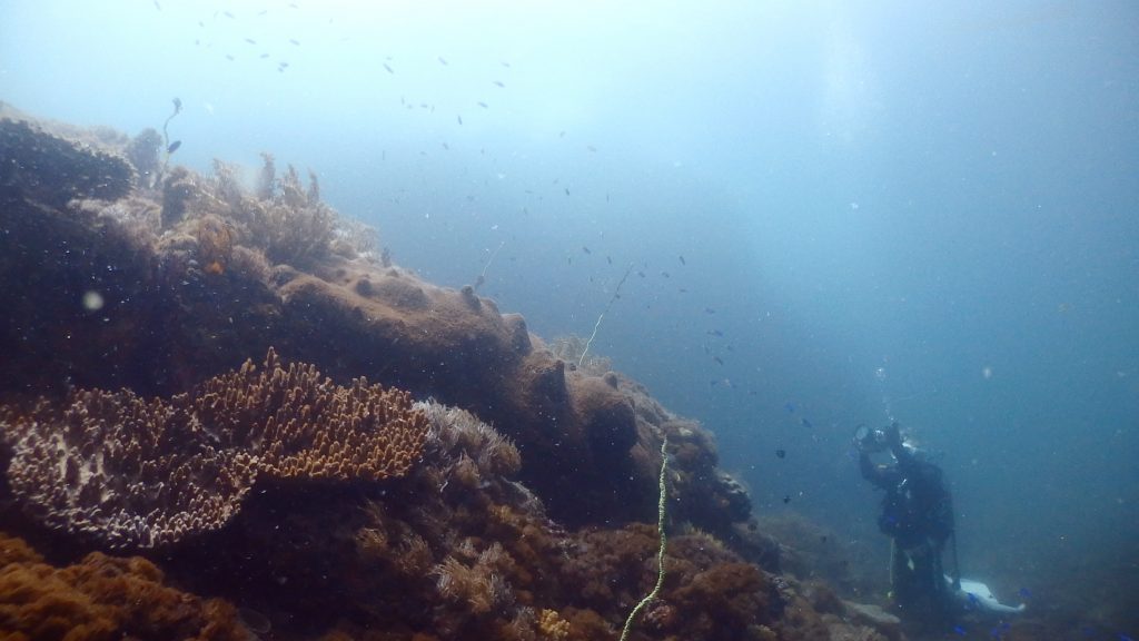 サンゴ群生が広がる丘を写真に収めるダイバー。