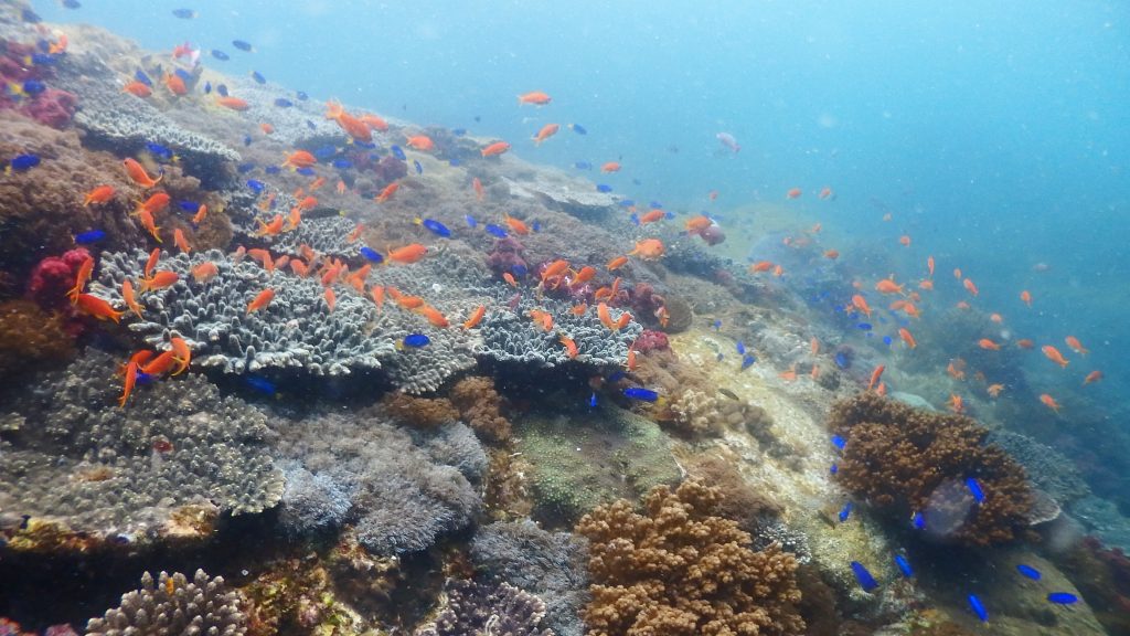 国立公園に指定された横島は、海底がサンゴ群生で覆いつくされている。硬いサンゴとやわらかいサンゴが混在していることが特徴的で、その上にはオレンジや青色の魚が群れを作って生活しています。