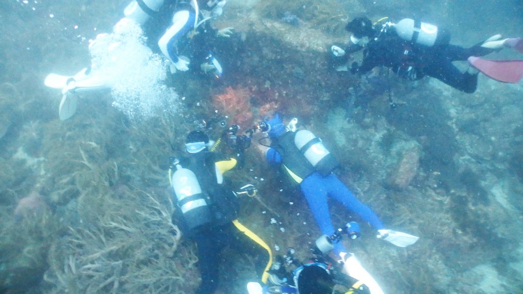 オオモンカエルアンコウはダイバーから人気のある魚。だれかが見つけるとみんなで集まって写真を撮ります。