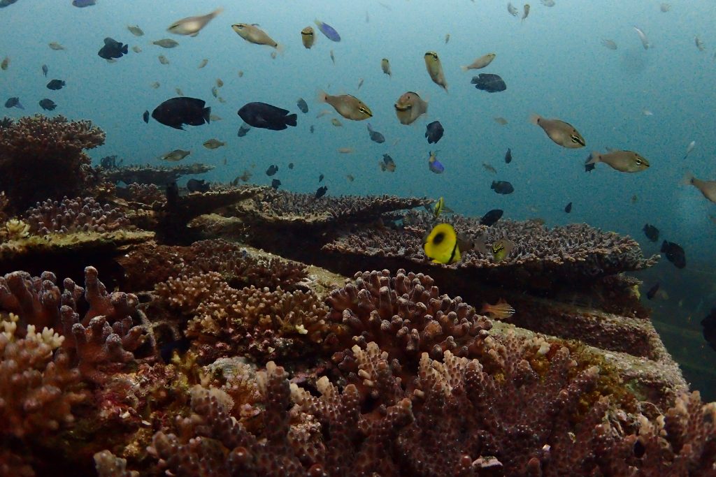 瀬ノ浜の沖には漁礁が沈められていて、その天井部分にはサンゴが箱庭のように生えています。その上には、スズメダイやチョウチョウウオなどが沢山集まります。