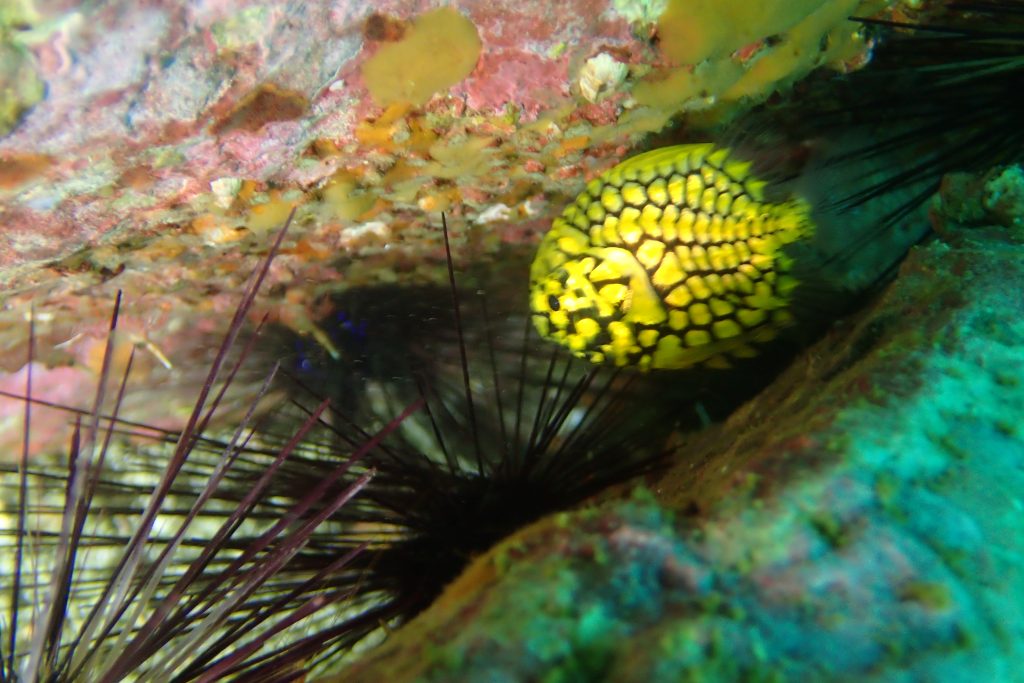 ガンガゼの隙間に隠れているマツカサウオ。人が写真を撮ろうとしたため逃げているようです。