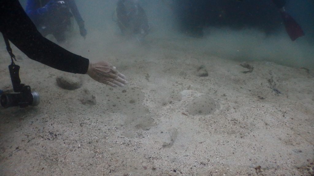 砂に隠れたツバクロエイ。インストラクターが手で水流を作って、砂をすべて払いのけています。