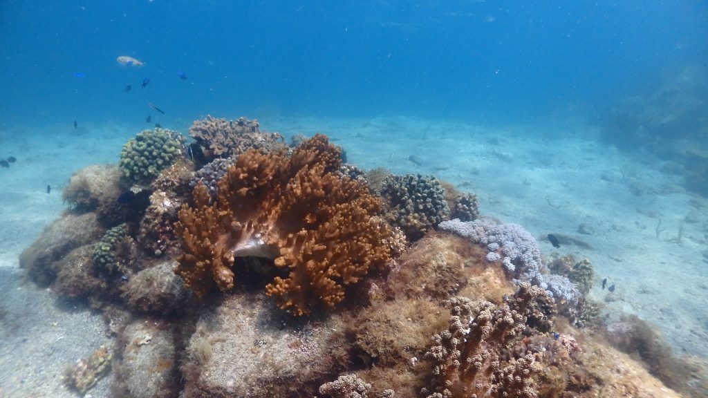 鹿島の周辺海域は浅くても綺麗な場所が多く、サンゴ群生がちらほらと残っています。
