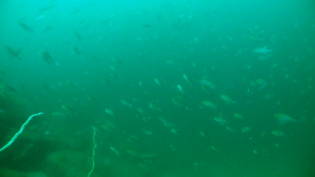 水深20mで撮影。イサキが沢山群れていましたが、透明度がとても悪く、写真が緑色になってしまっています。
