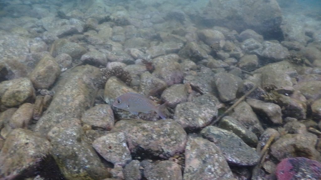 浅い場所で小さな岩がある場所には真鯛の幼魚がきらきらと光っている綺麗です。