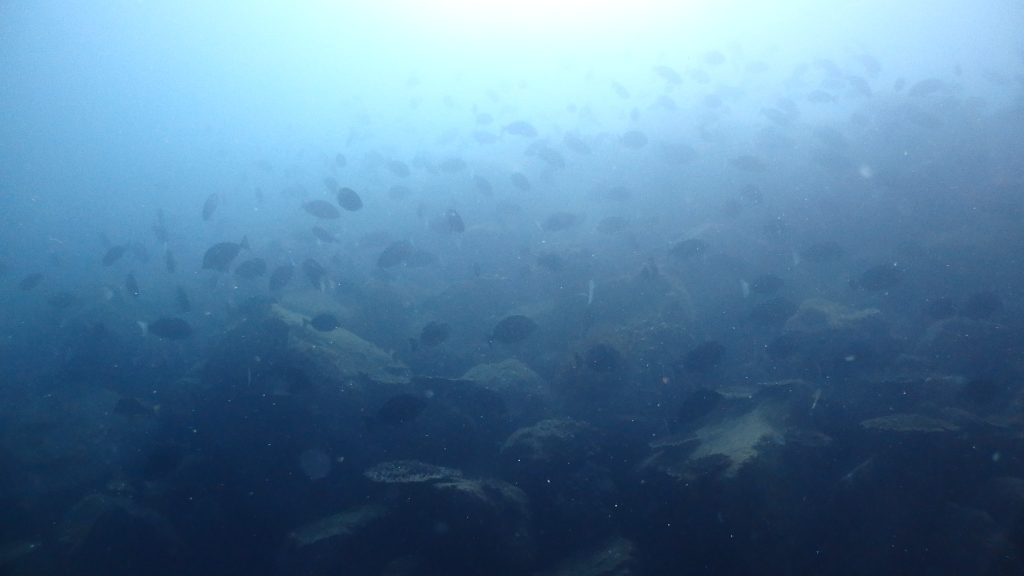 大量の魚がいる鹿島の灯台下。写真に写るだけでも100匹以上の魚が見えています。