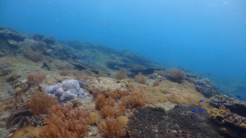 横島断層は50ｍ以上、サンゴ群生が続いています