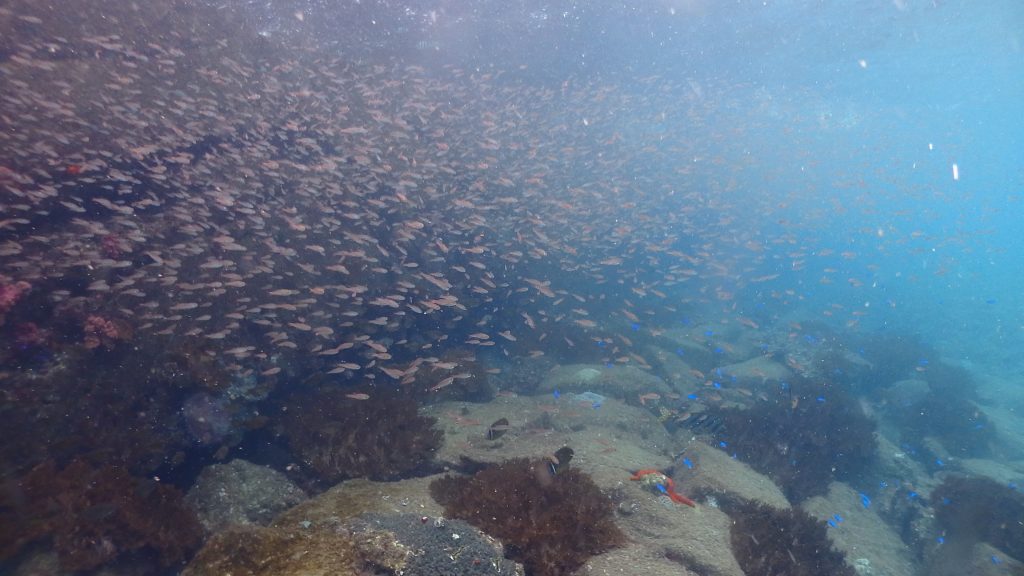 クロホシイシモチが沢山群れている鹿島桟橋の水中風景。写真の半分以上が魚の群れでおおわれています。
