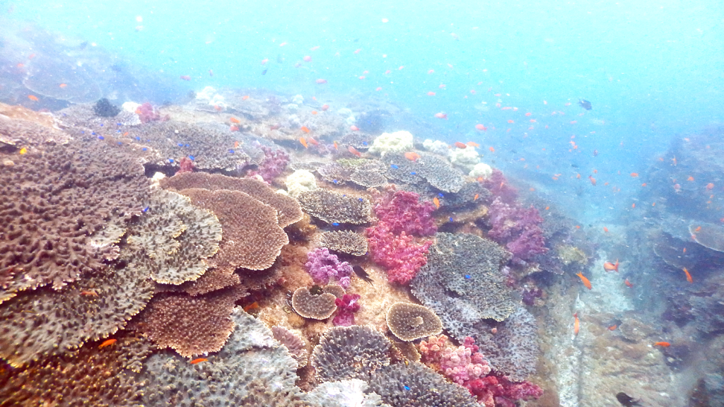 色鮮やかなサンゴ群生とはこのこと。赤、白、緑、紫などの色を持つサンゴが、ところ狭しと岩の上を覆いつくしています。